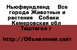 Ньюфаундленд  - Все города Животные и растения » Собаки   . Кемеровская обл.,Таштагол г.